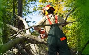 tree removal services Salt Lake City